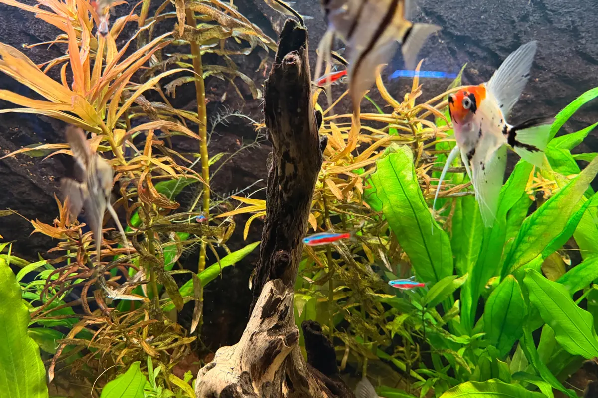 Beplant gezelschapsaquarium met maanvissen