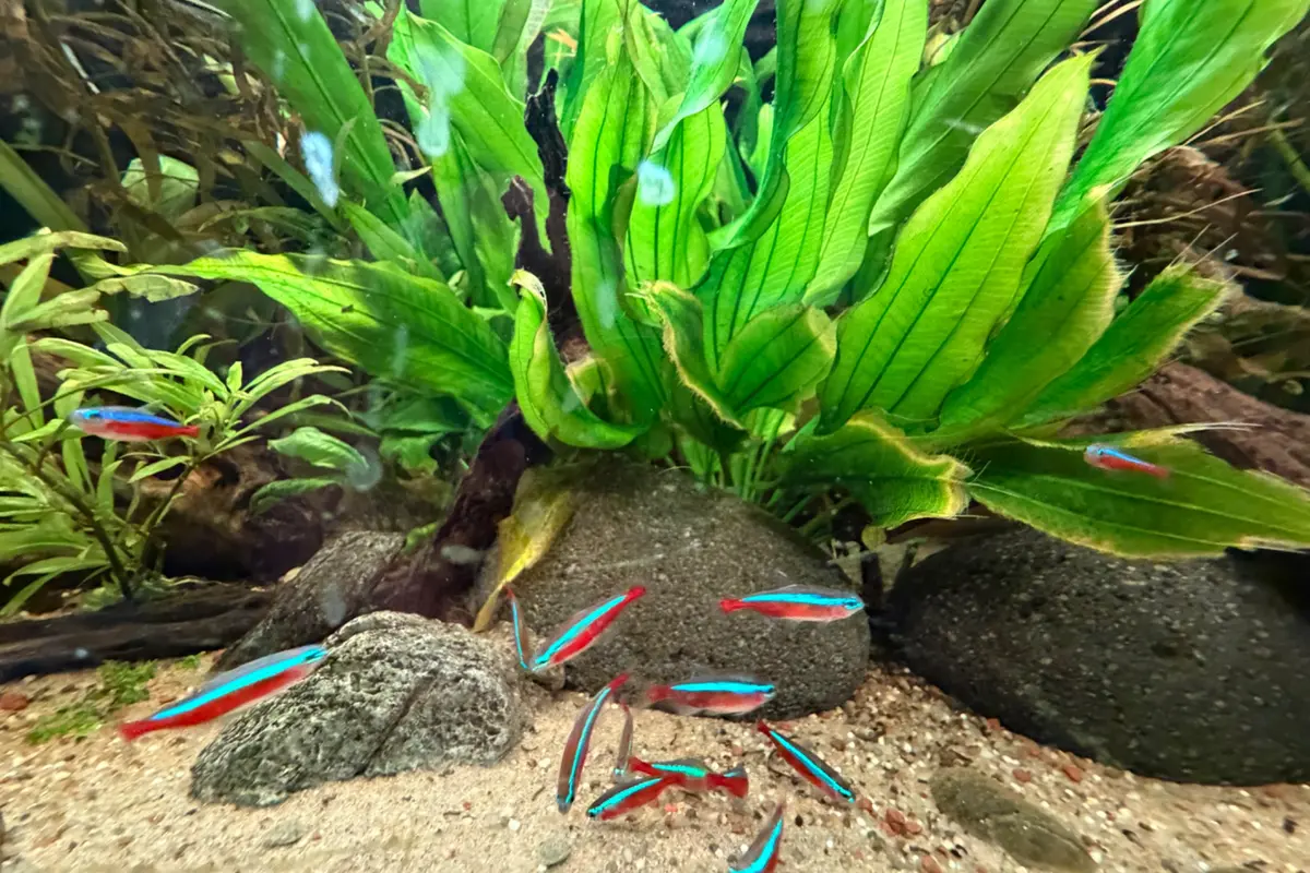 Groene aquariumplanten met kleurrijke schoolvissen