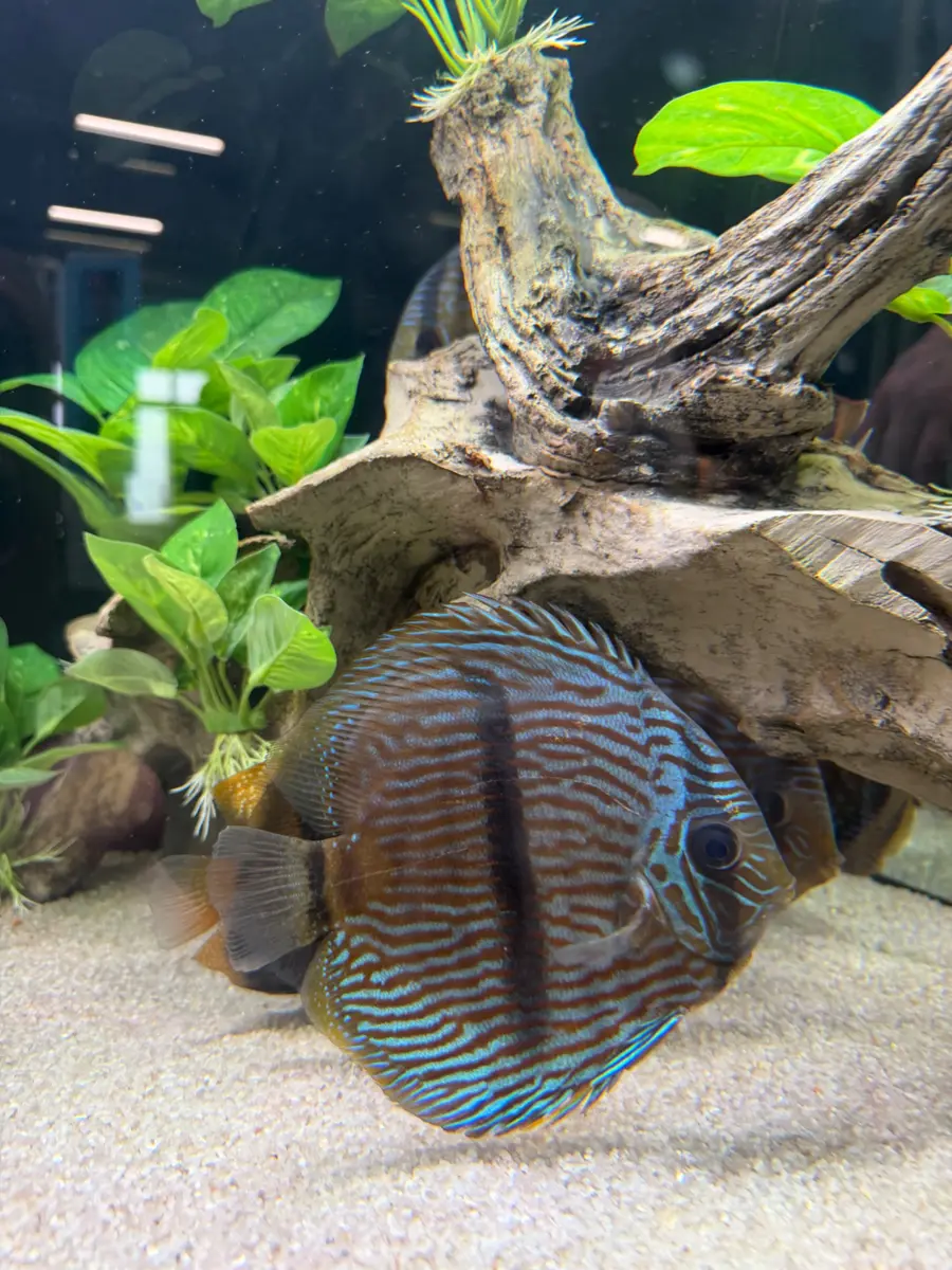 Sfeerbeeld van een tropisch aquarium met discusvis