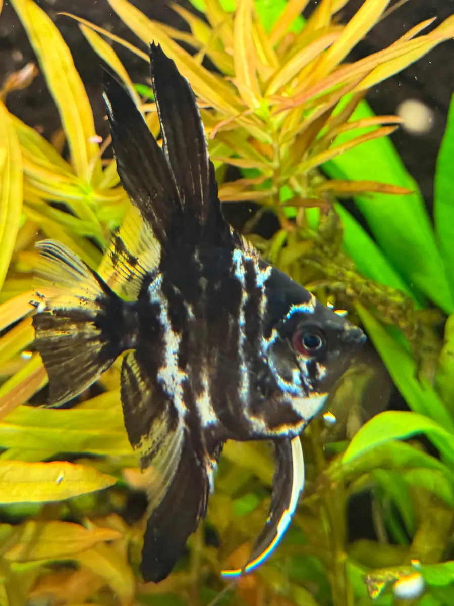 Zwarte maanvis tussen aquariumplanten